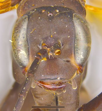 Media type: image;   Entomology 15803 Aspect: head frontal view